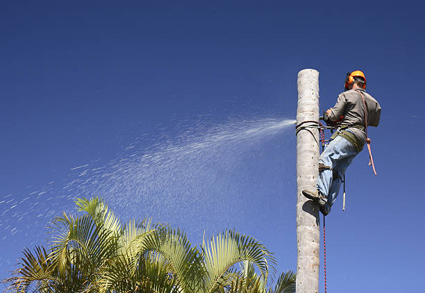 How Our Tree Care Process Works  in  Woodbury Center, CT