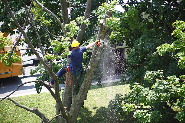 Professional Tree Services in Woodbury Center, CT